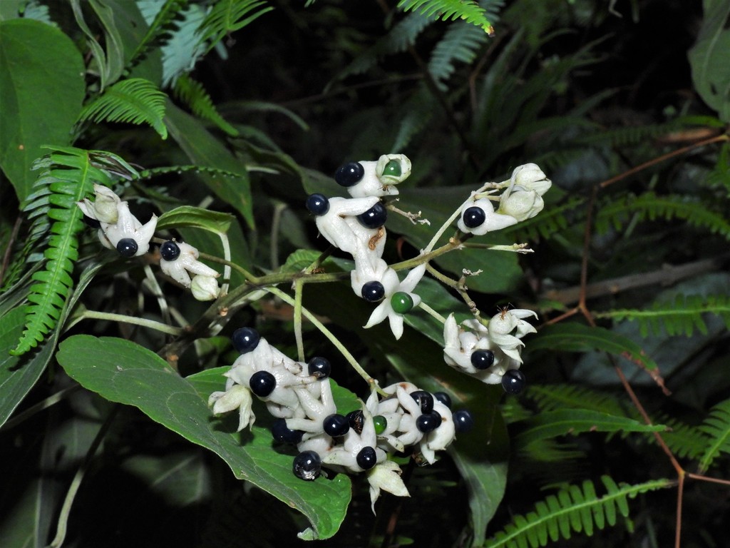 Clerodendrum villosum (Clerodendrum villosum)