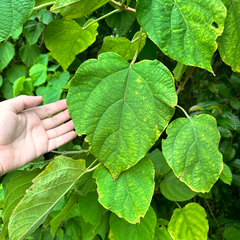 Clerodendrum villosum (Clerodendrum villosum)