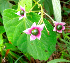 Clerodendrum villosum (Clerodendrum villosum)
