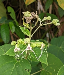 Clerodendrum villosum (Clerodendrum villosum)