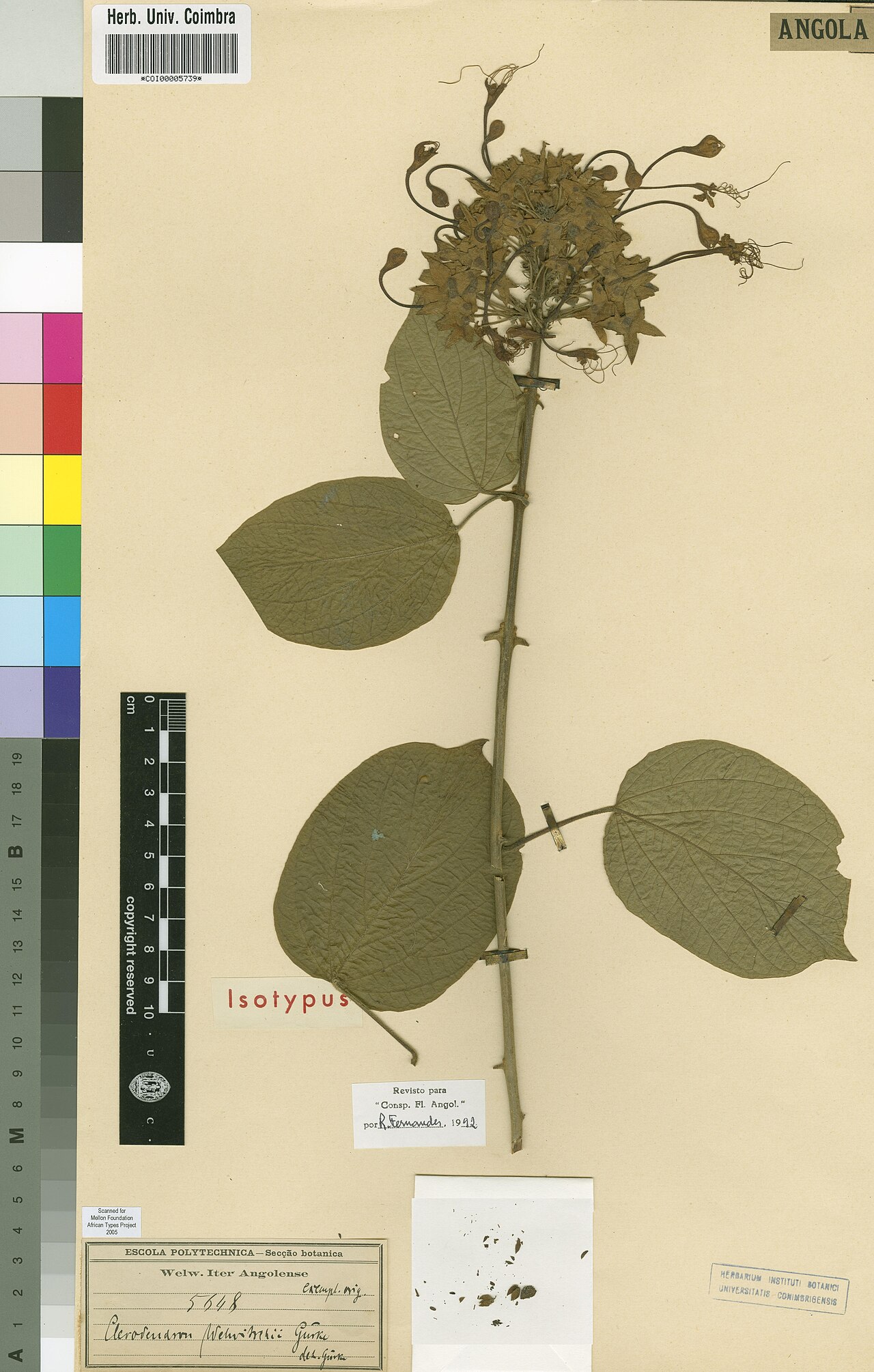 Clerodendrum welwitschii: Photograph of Isotype of Clerodendrum welwitschii at Herbarium of the University of Coimbra, Portugal (COI). Specimen COI00005739. http://coicatalogue.uc.pt/spe