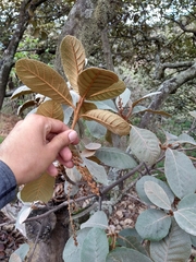 Clethra rosei (Clethra rosei)