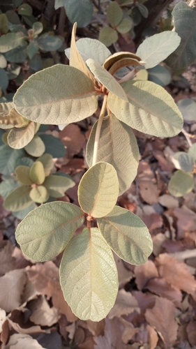 Clethra rosei (Clethra rosei)