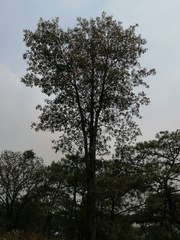 Clethra rosei (Clethra rosei)