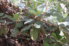 Clethra rosei (Clethra rosei)