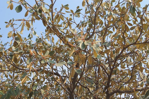Clethra rosei (Clethra rosei)