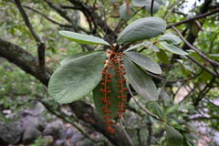 Clethra rosei (Clethra rosei)