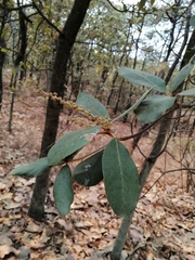 Clethra rosei (Clethra rosei)