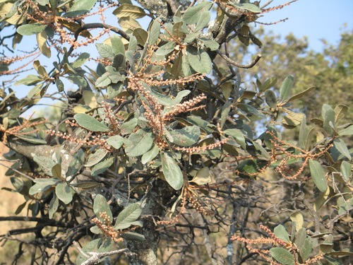 Clethra rosei (Clethra rosei)