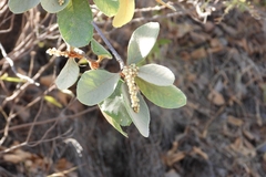 Clethra rosei (Clethra rosei)