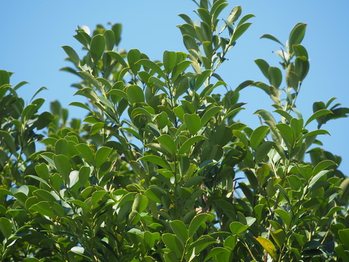 Sakaki (Cleyera japonica)