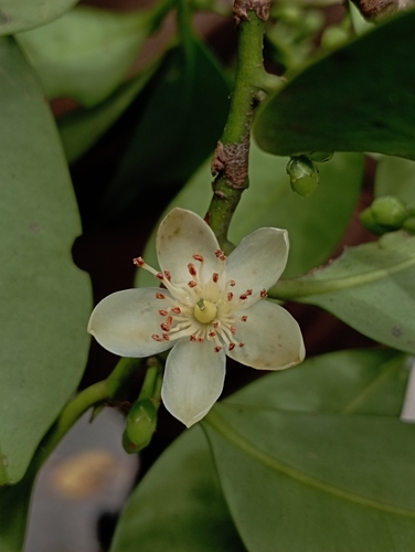 Sakaki (Cleyera japonica)