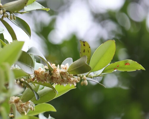 Sakaki (Cleyera japonica)
