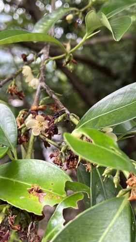 Sakaki (Cleyera japonica)