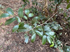 Sakaki (Cleyera japonica)