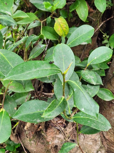 Sakaki (Cleyera japonica)