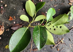 Sakaki (Cleyera japonica)