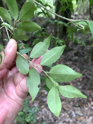 Cleyera longicarpa (Cleyera longicarpa)