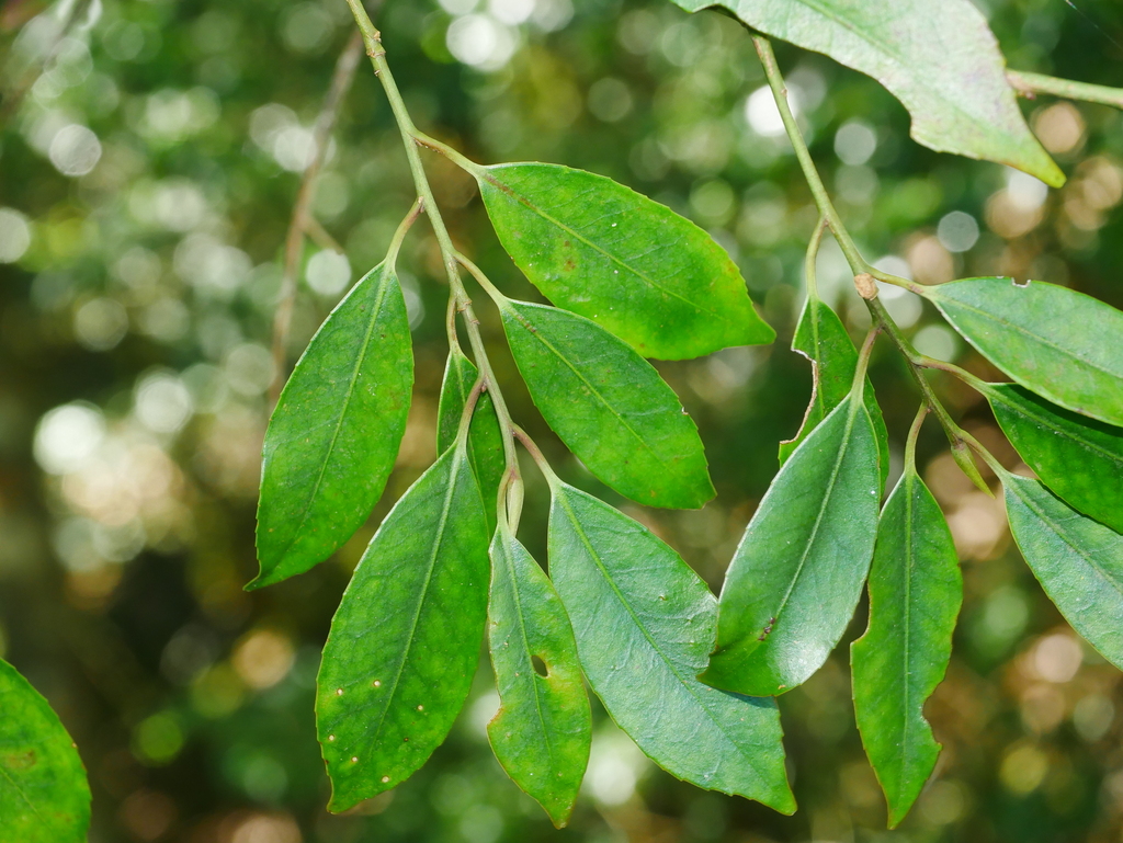 Cleyera longicarpa (Cleyera longicarpa)