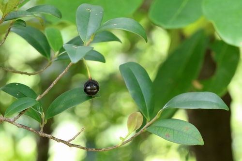 Cleyera parvifolia (Cleyera parvifolia)