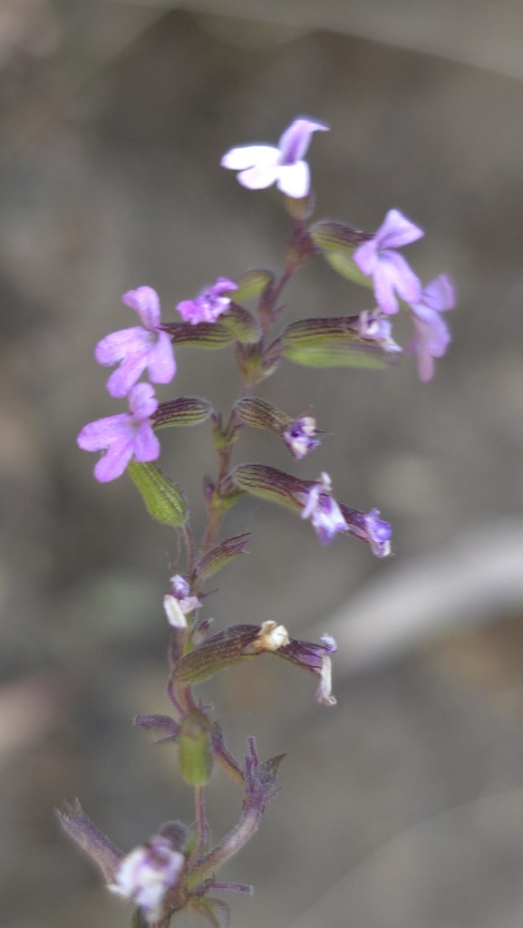 Clinopodium abyssinicum (Clinopodium abyssinicum)
