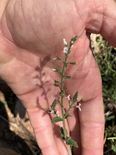 Clinopodium abyssinicum (Clinopodium abyssinicum)