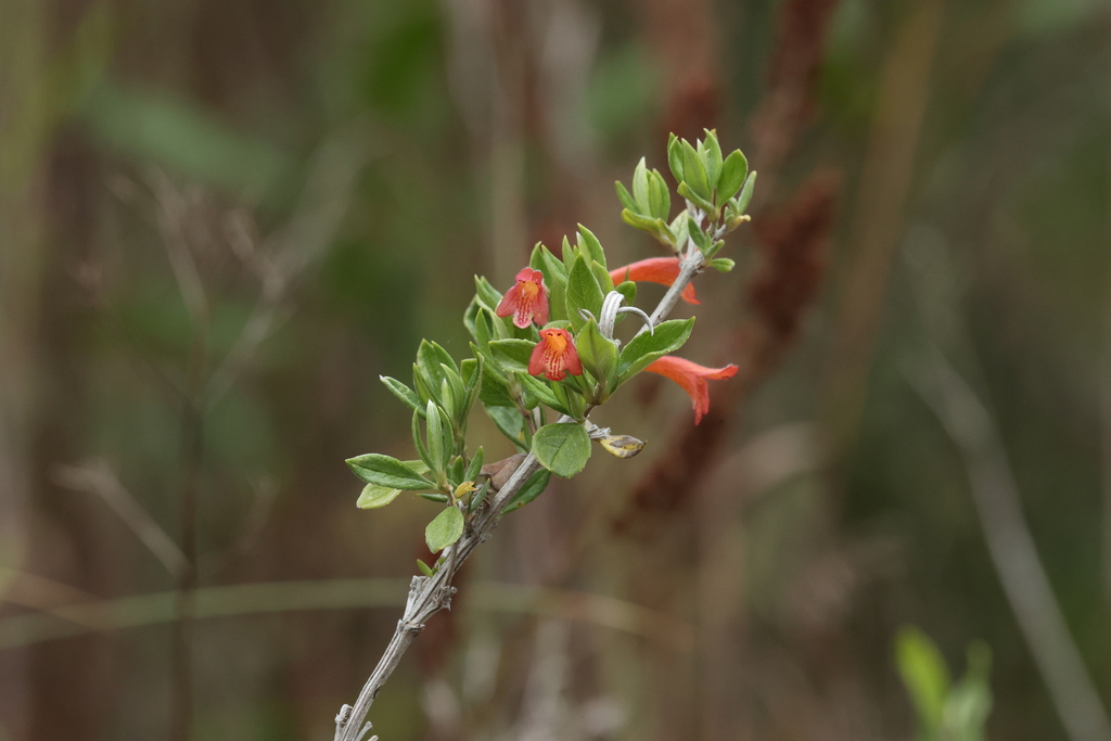 Clinopodium acutifolium (Clinopodium acutifolium)