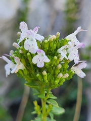 Clinopodium album (Clinopodium album)