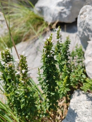 Clinopodium album (Clinopodium album)