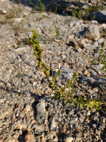 Clinopodium album (Clinopodium album)