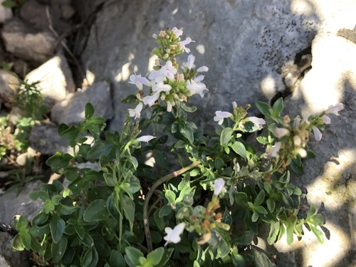 Clinopodium album (Clinopodium album)