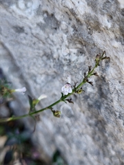 Clinopodium album (Clinopodium album)
