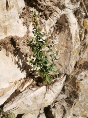 Clinopodium album (Clinopodium album)