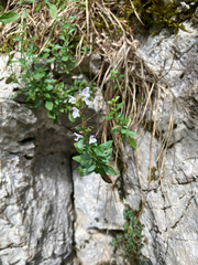 Clinopodium album (Clinopodium album)