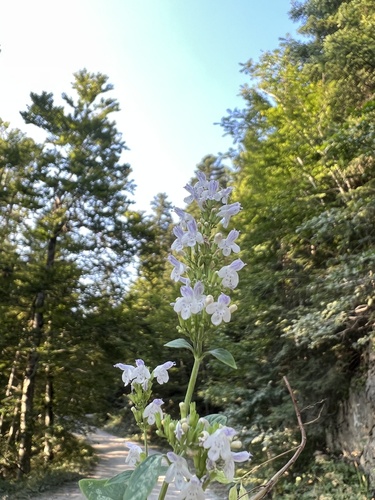 Clinopodium album (Clinopodium album)