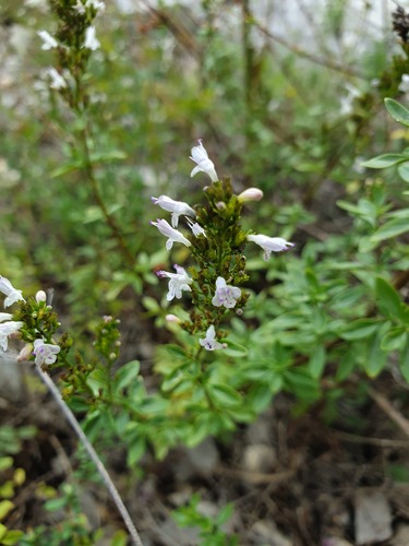 Clinopodium album (Clinopodium album)