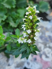 Clinopodium album (Clinopodium album)