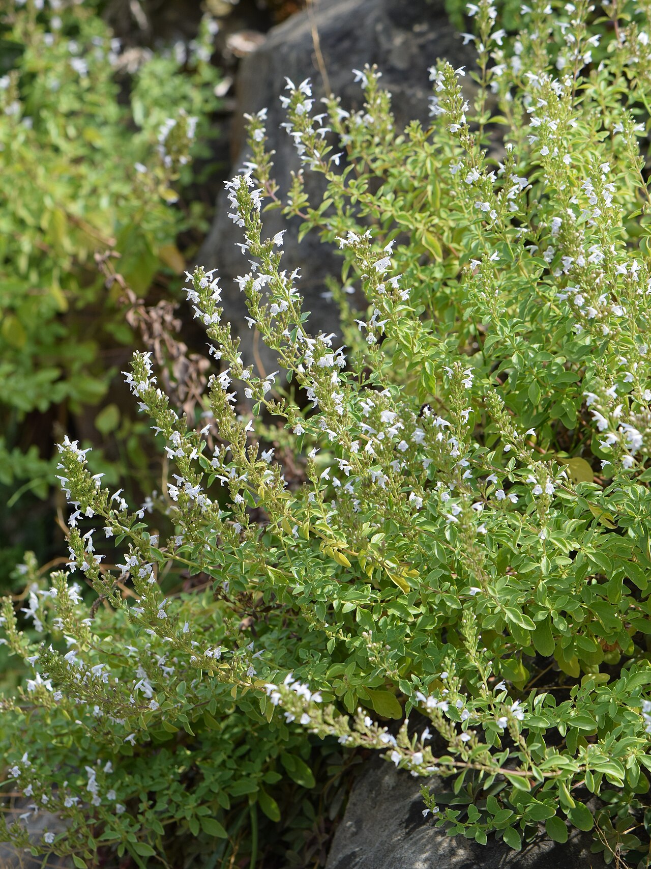Clinopodium album: Clinopodium album in the Botanischer Garten, Berlin-Dahlem