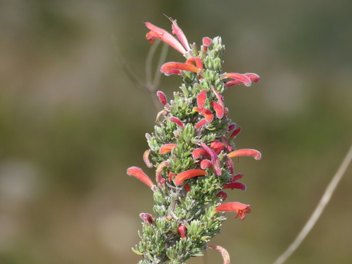 Clinopodium argenteum (Clinopodium argenteum)
