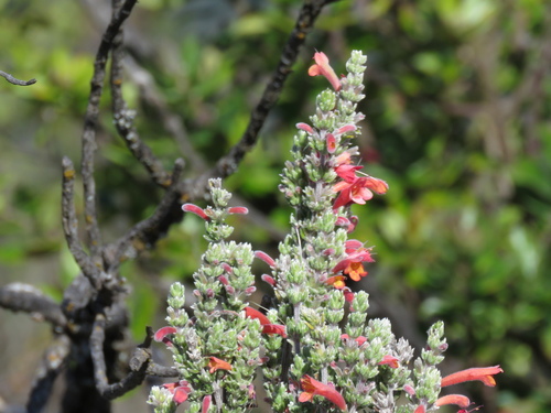 Clinopodium argenteum (Clinopodium argenteum)