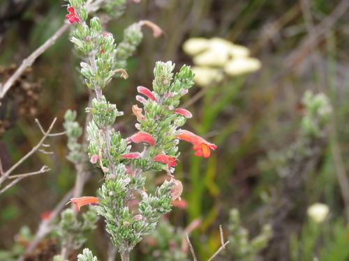 Clinopodium argenteum (Clinopodium argenteum)