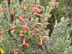 Clinopodium argenteum (Clinopodium argenteum)