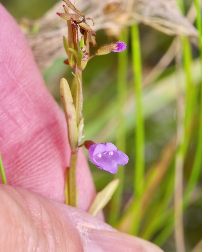 Limestone calamint (Clinopodium arkansanum)