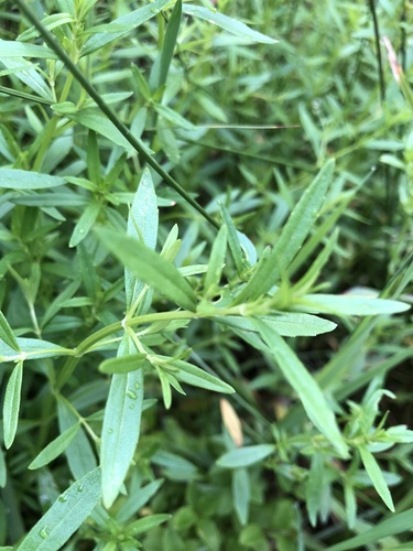 Limestone calamint (Clinopodium arkansanum)