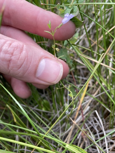Limestone calamint (Clinopodium arkansanum)