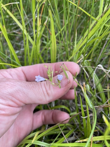 Limestone calamint (Clinopodium arkansanum)