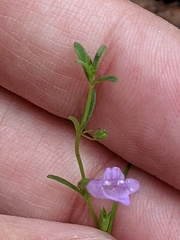 Limestone calamint (Clinopodium arkansanum)
