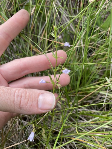 Limestone calamint (Clinopodium arkansanum)