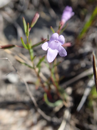 Limestone calamint (Clinopodium arkansanum)
