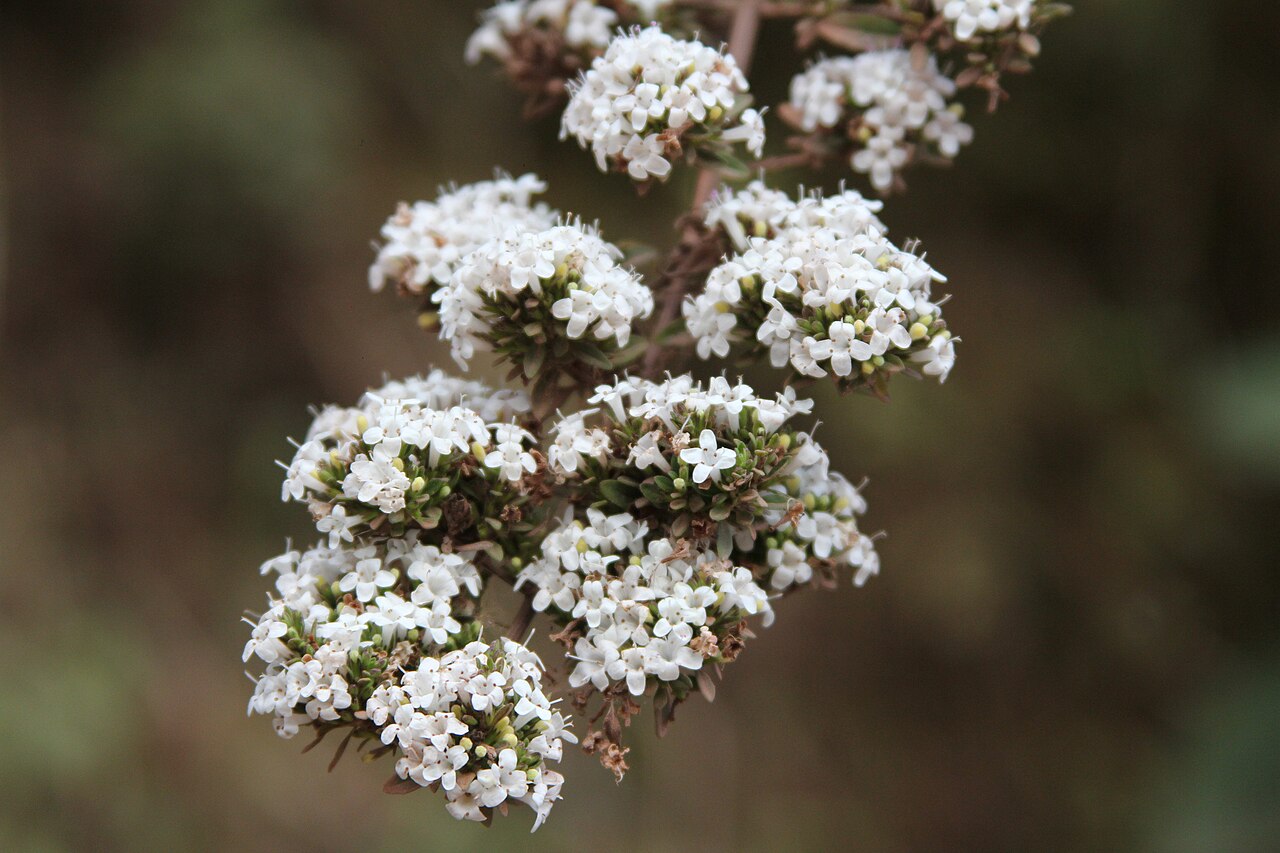 Clinopodium bolivianum: Clinopodium bolivianum, Ledesma, Jujuy, Argentina, 2022-07-25 (iNaturalist).